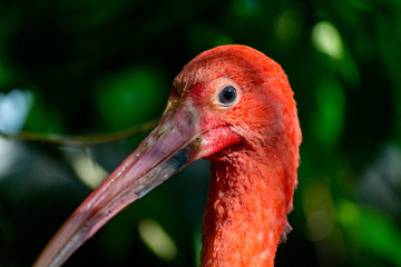 Red/scarlet Ibis head closeup
