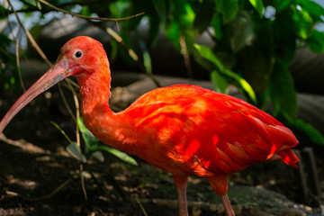 Red/scarlet Ibis head closeup