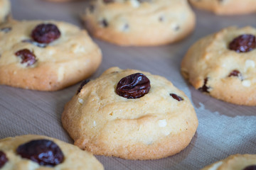 Raisin cookies on tray after baked in oven , soft focus