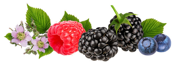 Berries collection. Raspberry, blueberry, blackberry  isolated on white.
