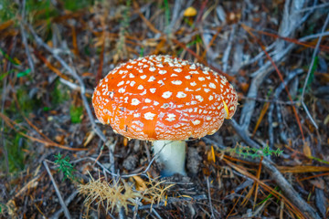 Amanita muscaria. fly agaric toadstool