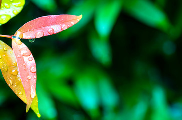 Nature water drops on red petal in the garden , beautiful for make background
