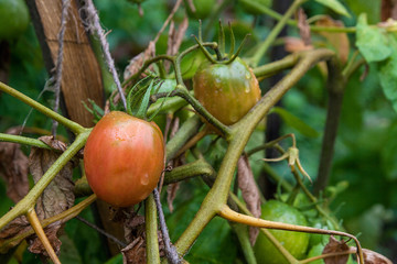 Ripe tomatoes growing on the branches - cultivated in the garden..