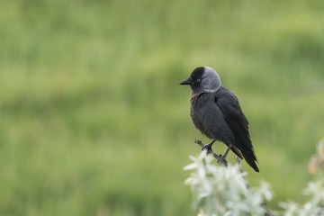 Western jackdaw