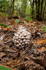 A lot of gray and brown mushrooms. A family of mushrooms in the grass and foliage.