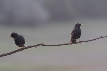 Common starling