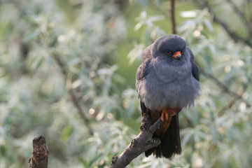 Red-footed falcon