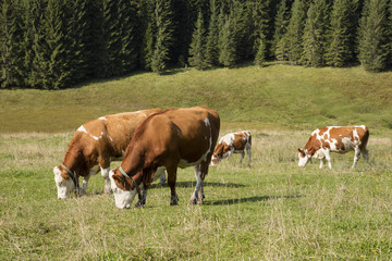 Fototapeta na wymiar Kühe auf der Weide, Winklmoosalm, Reit im Winkl, Chiemgauer Alpen, Oberbayern, Bayern, Deutschland, Europa