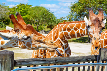 giraffes in the zoo safari park. Beautiful wildlife animals