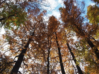 空を見上げれば/晩秋の空