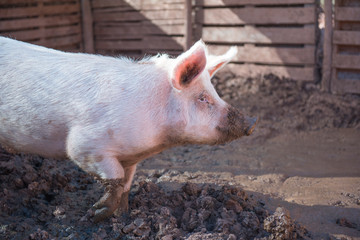 pig in a pigsty