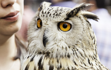 Owl in falconry