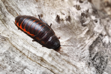 Black giant madagascar hissing cockroach in natural environment. Princisia vanwaerebeki.