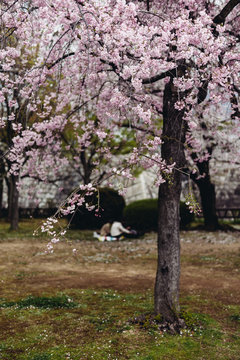 Sakura tree in Osaka Castle