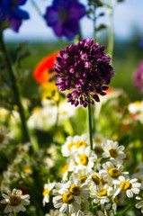 Obraz premium a bouquet of bright spring flowers of various types