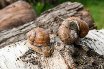 Group of big Burgundy snails (Helix, Roman snail, edible snail, escargot) crawling on the trunk of old birch tree. .