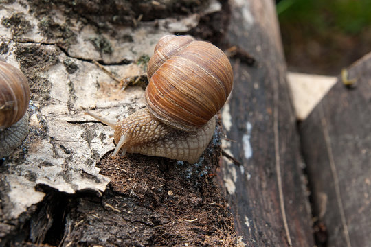 Burgundy snail (Helix, Roman snail, edible snail, escargot) crawling on the trunk of old aspen tree.