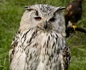 oehoe uil