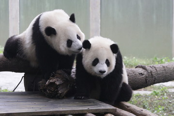 Obraz premium 2 Lovely Pandas , kiss kiss