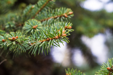 Green fluffy fir tree brunch close up