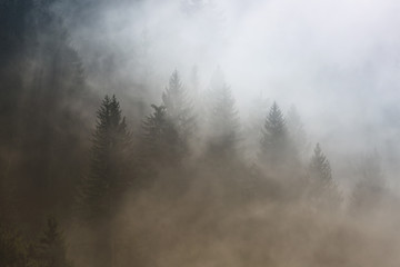 Piękny poranek lasu iglastego mglisty krajobraz. Zdjęcie zostało zrobione w Słowenii, UE. - 180850969