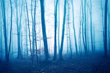 Fototapeten Dark blue colored foggy forest tree landscape. Color filter effect used. © robsonphoto