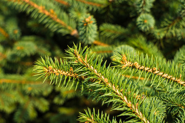 Green fluffy fir tree brunch close up
