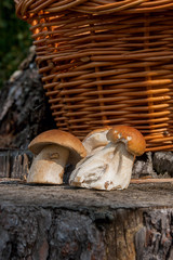 Group of harvested porcini mushrooms (Boletus edulis, porcino or king bolete) on natural wooden...