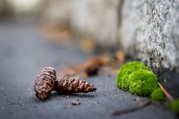 Pine Cones and Moss