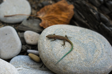 brown spotted lizard with green tail