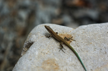 brown spotted lizard with green tail