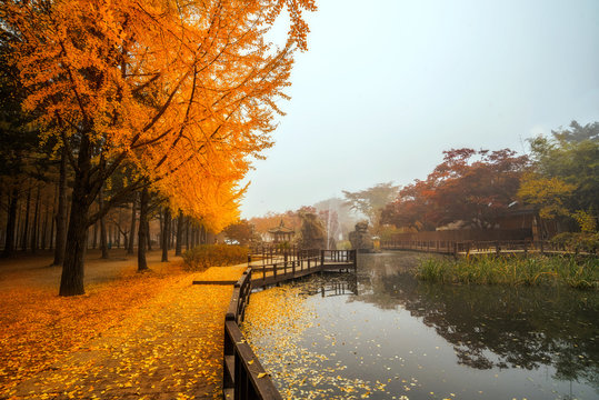 Autumn beauty of the nami island in the fall.The leaves are changing colors.