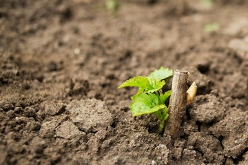 a sprout from the earth