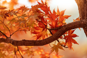 Maple tree in autumn at Nami island, South Korea.