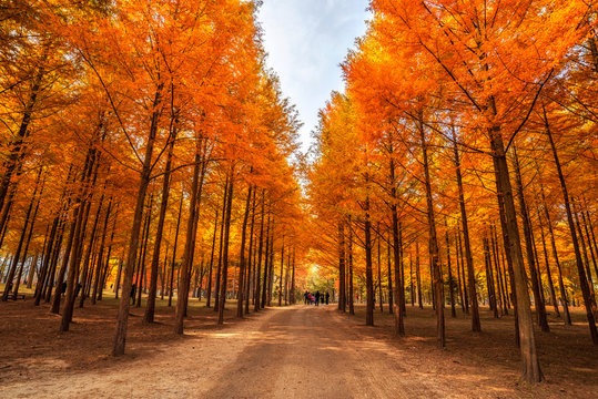 Autumn beauty of the nami island in the fall.The leaves are changing colors.
