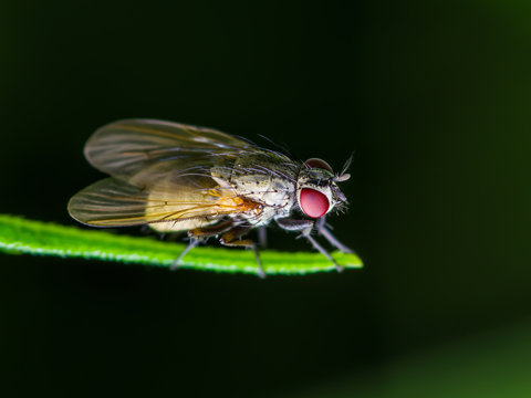 Drosophila Fruit Fly Diptera Insect on Green Leaf