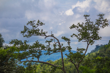 Scenic mountains, sky, trees