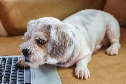 White Short Hair Shih Tzu Dog With Computer Laptop On Sofa