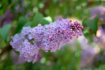 Lilac plant with blossom