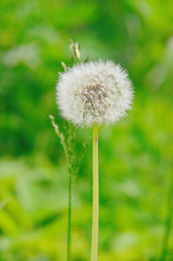 grass and dandelion