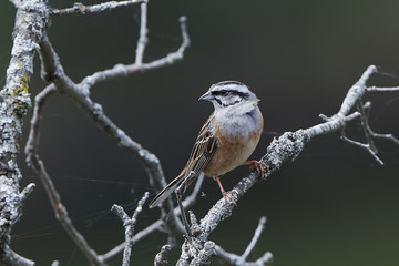Rock bunting (Emberiza cia)