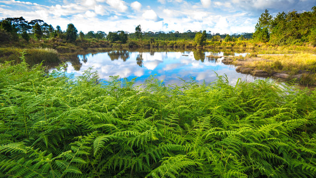 Summer day with blue sky and clouds reflection in the pond. At Anodard porn, Phu Kradung national park, Loey, Thailand.