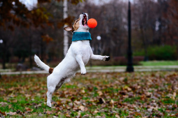 Dog jumping and catching toy ball at winter park