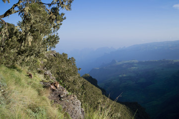 Fototapeta na wymiar Group of Gelada Monkeys in the Simien Mountains, Ethiopia