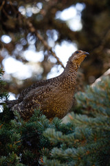 Grouse at Hurricane Ridge Olympic National Park