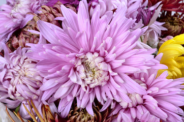 Single different colors chrysanthemum flower head isolated on white