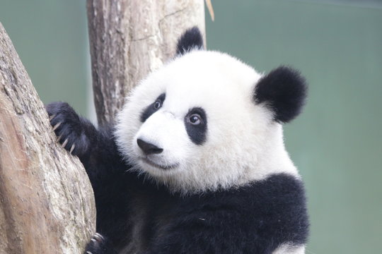 Round Face Panda Cub