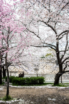 View of sakura tree