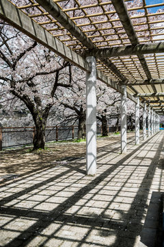 Park path with sakura trees