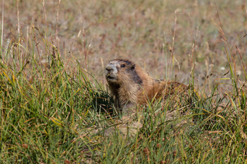 Naklejka na ściany i meble Marmot posing in the grass on sunny day